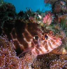 Cirrhitichthys aprinus