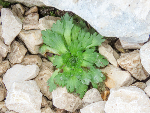 Ascending Saxifrage (Saxifraga adscendens)