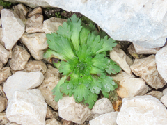 Saxifraga adscendens, photograph (c) Emanuele Santarelli, some rights reserved (CC BY-SA)