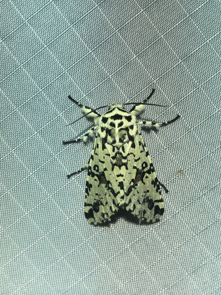 Lichnoptera moesta