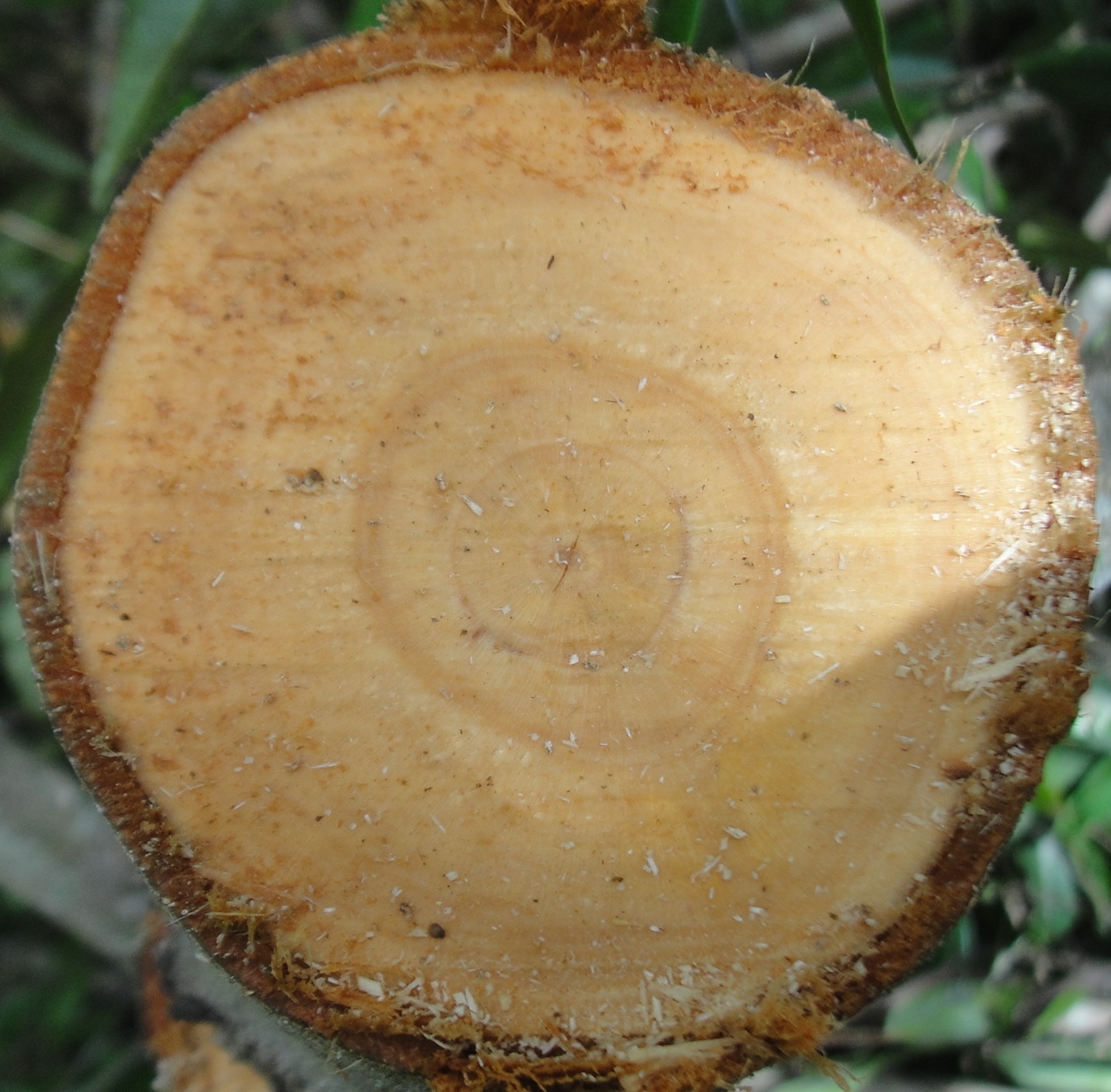 Xylopia frutescens