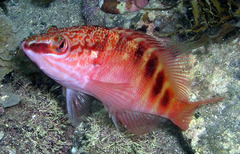 Hypoplectrodes maccullochi