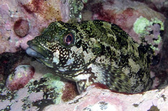 Chironemus marmoratus