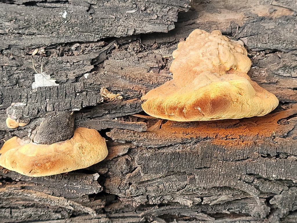 Aurantiporus croceus · October 2025 · photo: © rodolfosalinas (iNaturalist, cc-by)