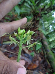 Malaxis lepanthiflora