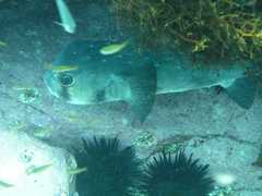 Chilomycterus reticulatus