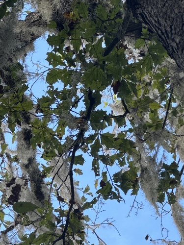 Bluff Oak (Quercus austrina)
