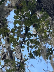 Quercus austrina