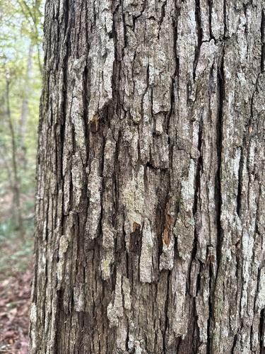 Quercus austrina, photograph 2