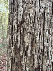 Quercus austrina, photograph (c) Brynn Fricke, some rights reserved (CC BY)