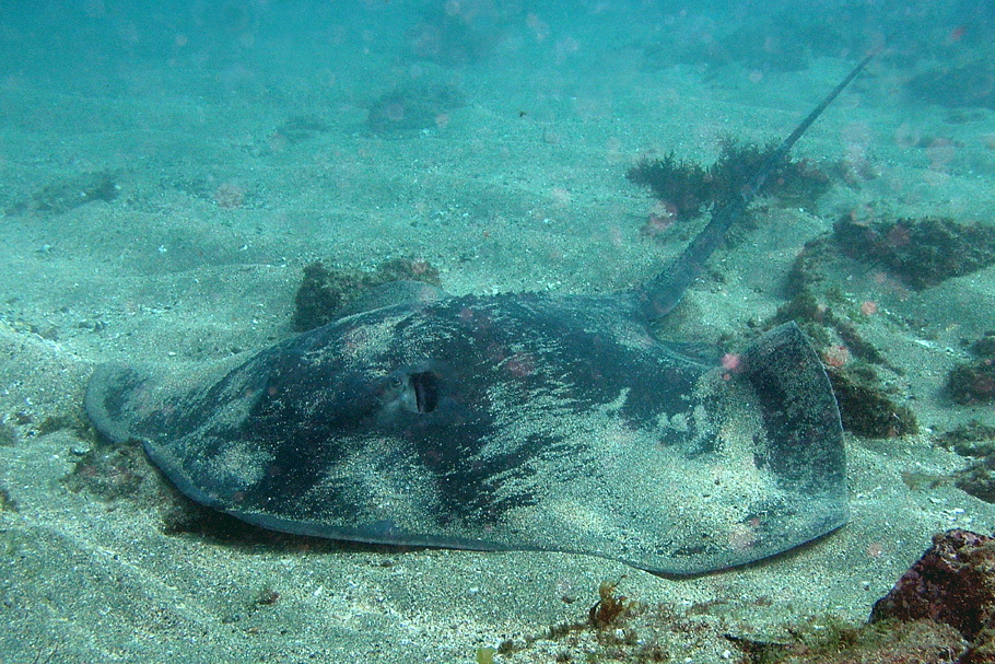 Brown Stingray