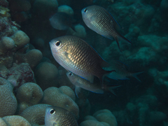 Chromis ternatensis