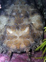 Orectolobus halei