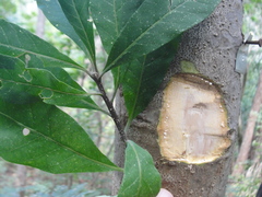 Aspidosperma