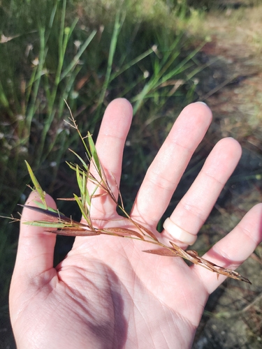 Dichanthelium caerulescens, 2025-10-29