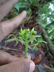 Malaxis lepanthiflora