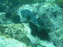 Chilomycterus reticulatus