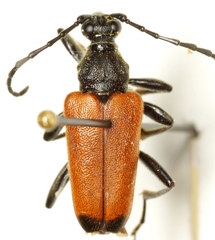 Trigonarthris atrata