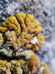 Cercidospora caudata