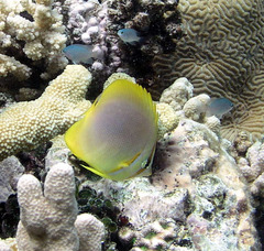 Chaetodon aureofasciatus