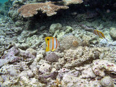 Chelmon rostratus
