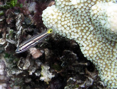 Cheilodipterus isostigma