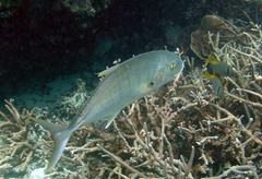 Gnathanodon speciosus