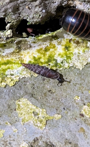 Clausilia bidentata