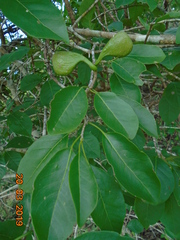 Aspidosperma pyrifolium