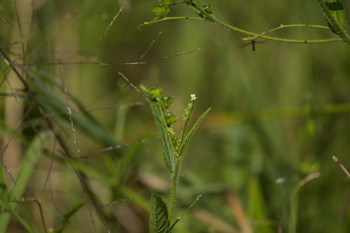 Sacatrapo (Caperonia palustris)