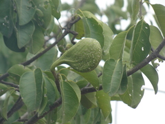 Aspidosperma pyrifolium