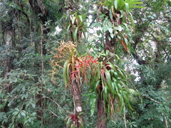 Tillandsia guatemalensis