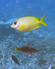 Siganus corallinus