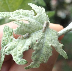 Tremulicerus distinguendus