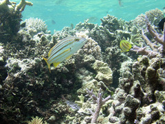 Lutjanus carponotatus
