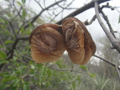 Aspidosperma pyrifolium
