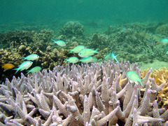 Chromis atripectoralis