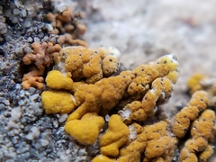 Cercidospora caudata