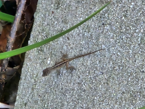 Brown Anole