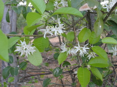Aspidosperma pyrifolium