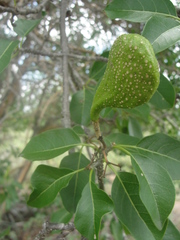 Aspidosperma pyrifolium