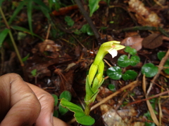 Psilochilus macrophyllus