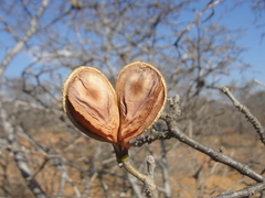 Aspidosperma pyrifolium