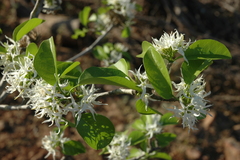 Aspidosperma pyrifolium