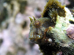 Parablennius intermedius