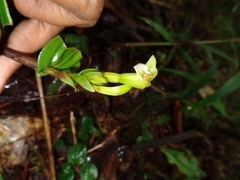 Psilochilus macrophyllus