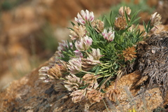 Trifolium dasyphyllum