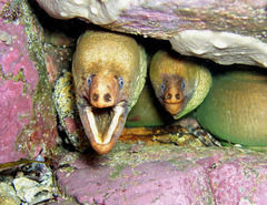 Gymnothorax prasinus