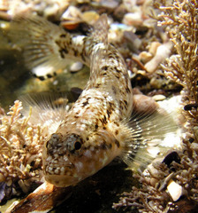 Bathygobius cocosensis