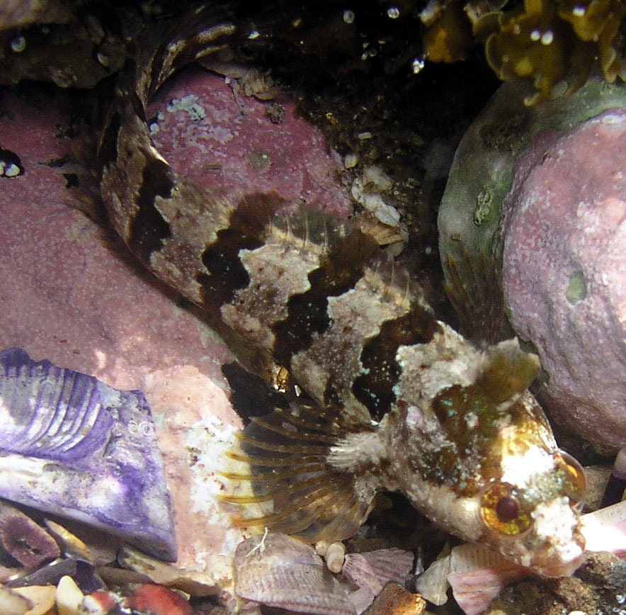 Heteroclinus